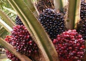 Harga TBS Kembali Anjlok Ditingkat Petani