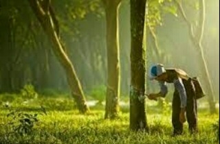 Musim Penghujan, Petani Karet Di Kuansing Kembali Menjerit