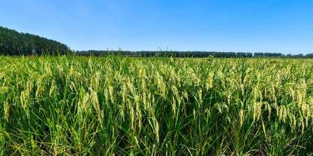 Waw... Warga China Utara Panen Padi Raksasa, Tingginya Mencapai 2 Meter