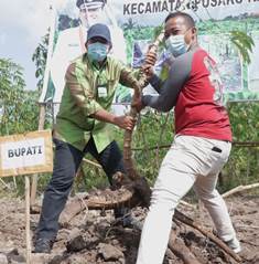 Bupati Siak Panen Ubi Casesa di Kampung Dusun Pusaka