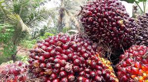 Harga Sawit di Riau Sentuh Rp4 Ribu Hingga 19 April 2022