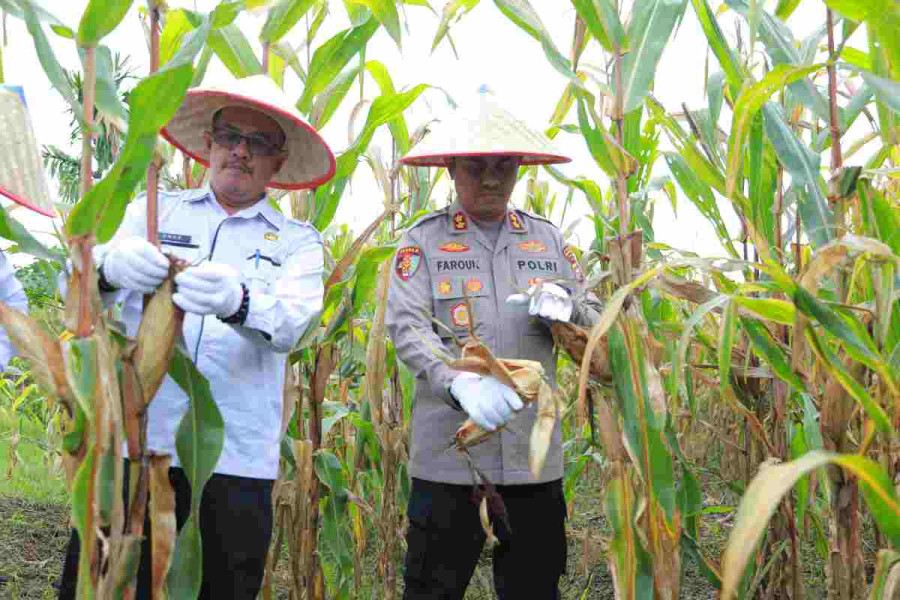 Serentak di Indonesia, Kapolres Inhil : Panen Raya Jagung Dukung Ketahanan Pangan dan Kesejahteraan Petani