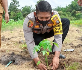 Polsek Koto Gasib Tanam Pepaya Bersama Poktan Subur Jaya di Pangkalan Pisang
