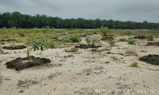 PT SLS Dilaporkan ke DLH atas Dugaan Pengrusakan DAS, Humas: Telah Dilakukan Penanaman
