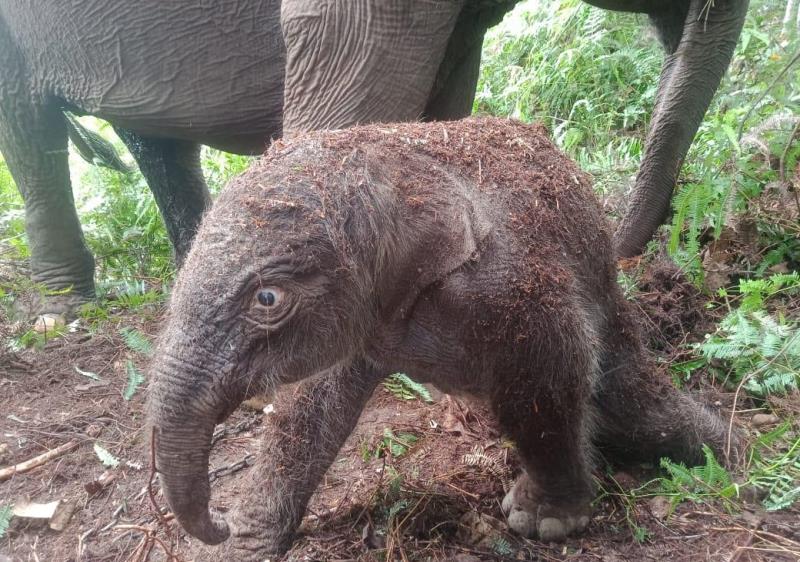 Anak Gajah Berjenis Kelamin Betina Lahir dengan Selamat di Taman Nasional Tesso Nilo