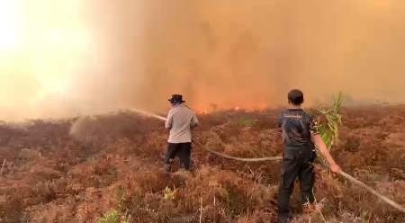 Karhutla Terjadi di Dumai Riau, Pidato Jokowi di Jerman Kembali Bertentangan dengan Realita