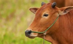 Satu Ekor Sapi dari Ketum PKB Muhaimin Iskandar Disembelih di Pekanbaru