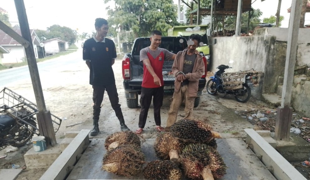 Pencuri Buah Kelapa Sawit   Ditangkap Patroli Perusahaan di Pelalawan
