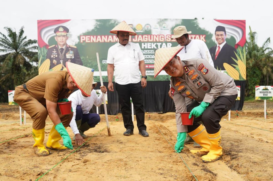 Dukung Progam Swasembada Nasional, Polda Riau Bakal Tanam Jagung 259,35 Hektar