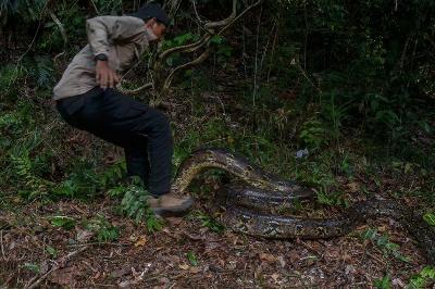 Piton Ganas Serang Youtuber Asal Pekanbaru, Detik-detik Saat Dililit Bikin Merinding