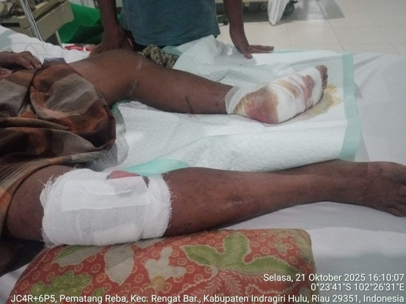 Warga Inhu Nyaris Tewas Diserang Harimau Saat Panen Damar di TNBT