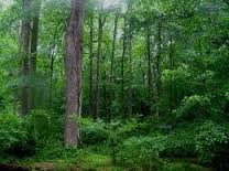 Pemko Pekanbaru Lega, KIT Tidak Masuk Kawasan Hutan Konversi