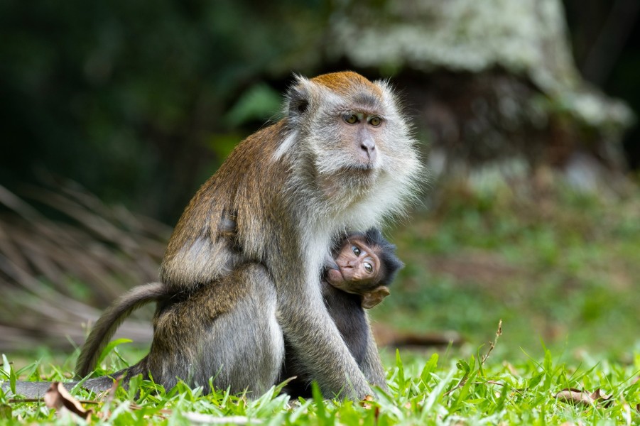 Asrinya Hutan Rumbai PHR, Menjadi Simbol Warisan Alam Yang Harmoni