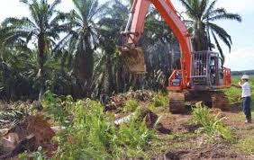 BPDPKS Alokasikan Rp330 Miliar, 11.000 Kebun Sawit Rakyat di Riau Akan Direplanting