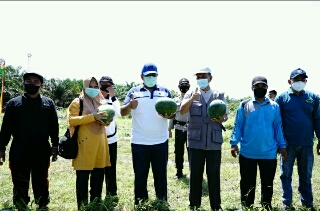 Bupati Siak Panen Buah-buahan di Kecamatan Mempura