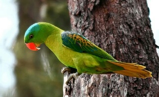 Kedapatan Jual Burung Betet, Oknum PNS Pemrov Diamankan Polda Riau