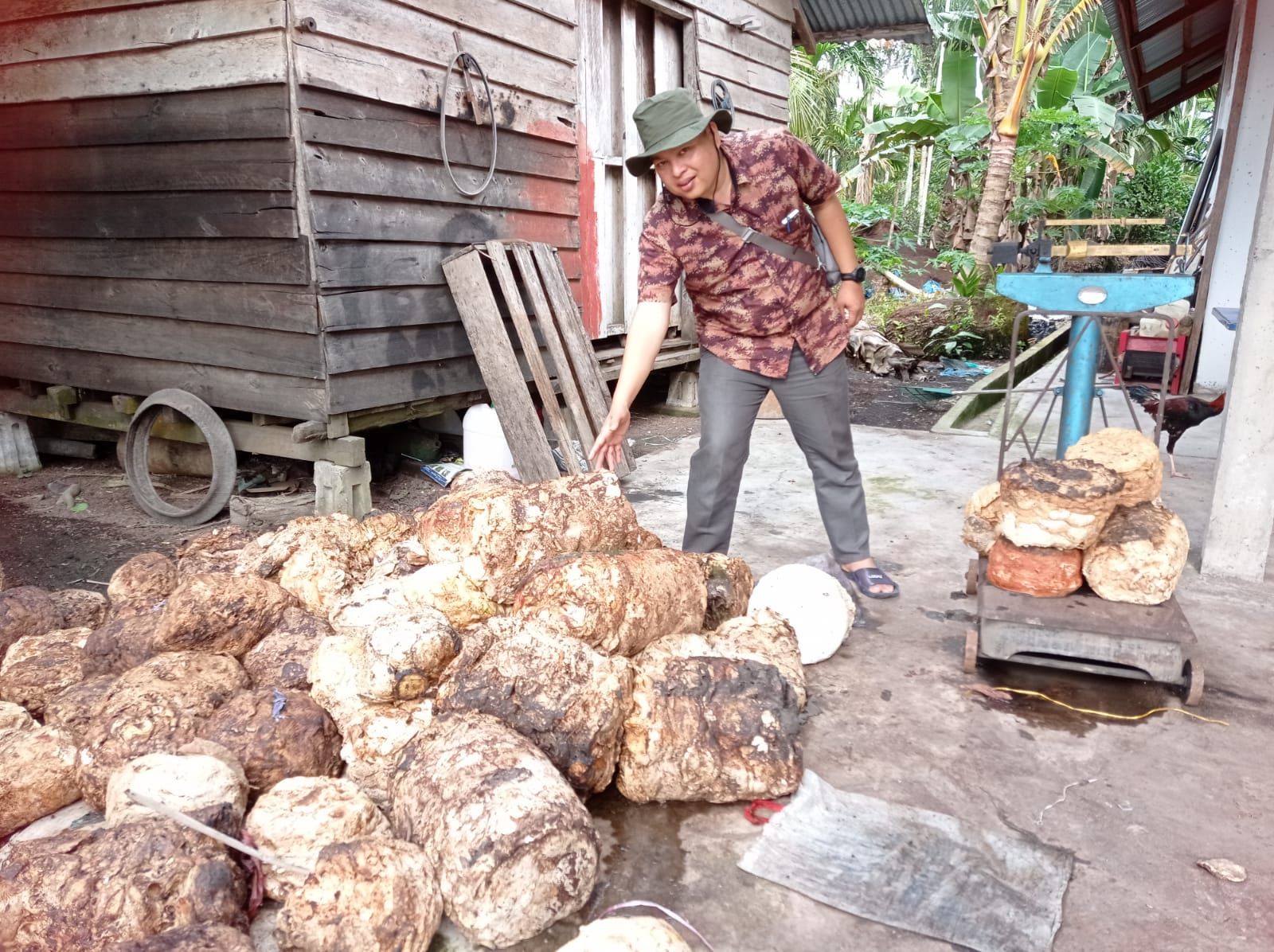 Tidak Ada Perubahan, Harga Bokar Pekan Ini Masih Tetap Rp22.300 Per Kg
