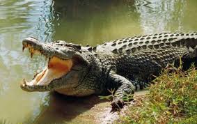 Sobek Digigit Buaya, Paha Pemuda Pelangiran Dijahit 40