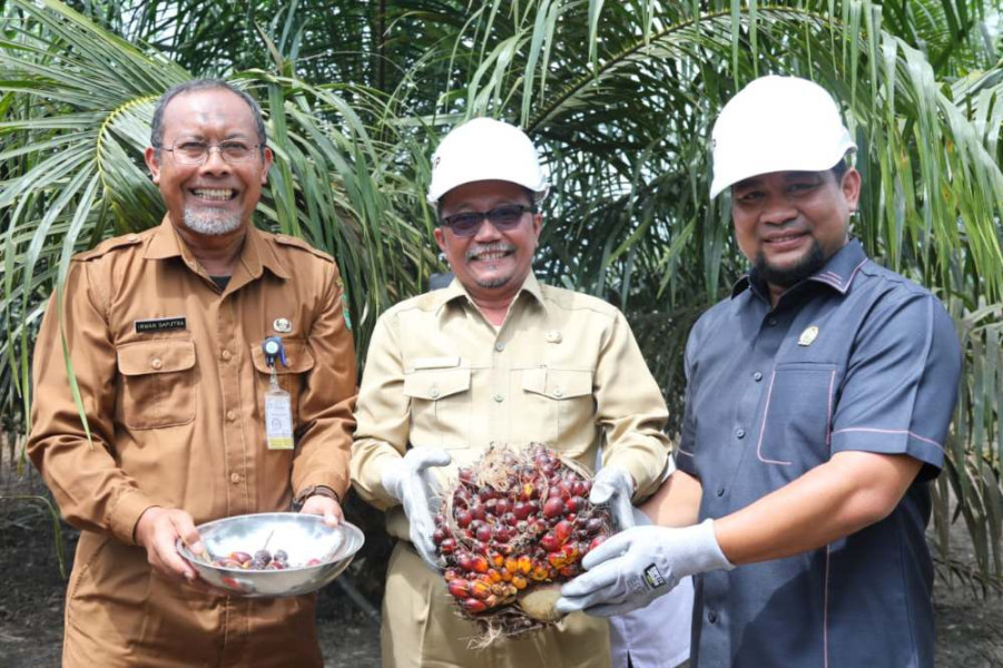 Sekda Arfan Apresiasi Panen Perdana Program PSR Bianaan PTPN V