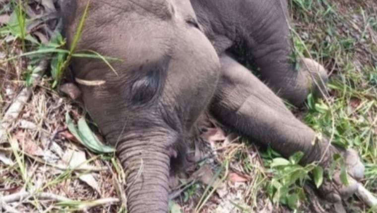 Tari, 'Anak Angkat' Kapolda Riau Mati di TNTN