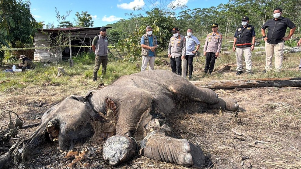 Anak Gajah Tewas Terjerat, Pemilik Lahan di Taman Nasional Tesso Nilo Jadi Tersangka