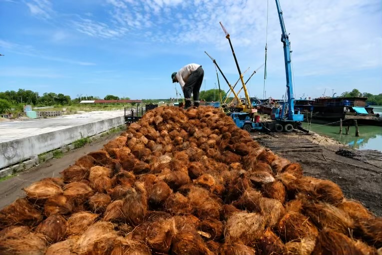 Ekspor Kelapa Bulat Tertekan, Harga Anjlok Lebih 50 Persen Akibat Lesunya Permintaan dari Tiongkok