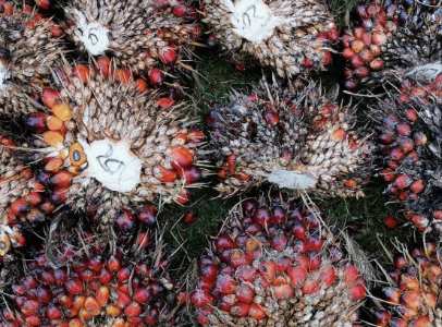 Kabar Baik, Harga TBS Kelapa Sawit Mitra Swadaya Naik Rp 3.884,84/Kg Pekan Ini