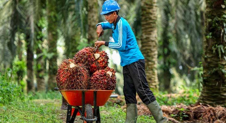 Harga TBS Mitra Plasma Turun Sepekan Ini, Berikut Rinciannya