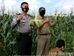 Kapolsek & Camat Kuantan Hilir Panen Jagung Perdana di Lahan Jaga Kampung