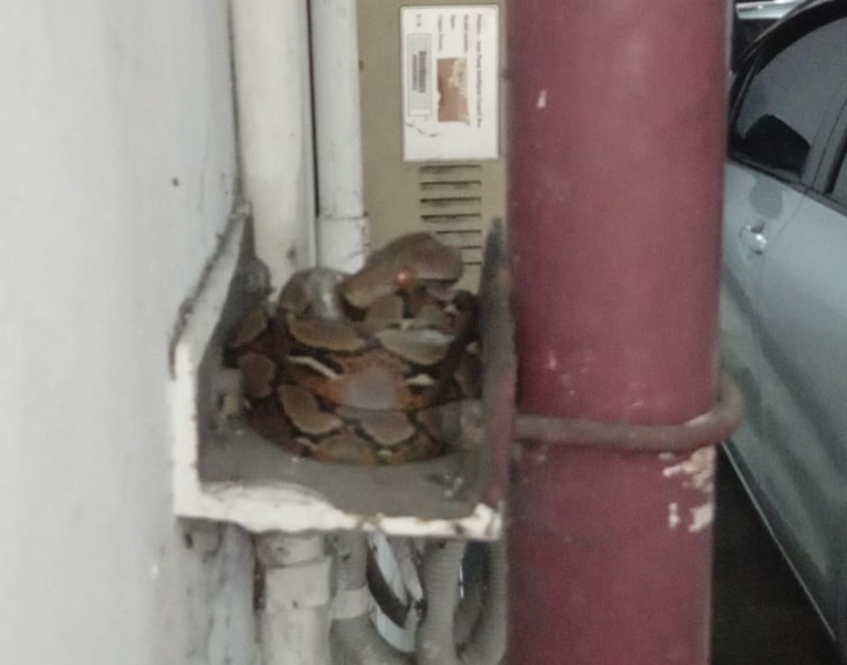Heboh Ular Berkeliaran di Area Kantor Gubri, Ini Mitosnya, Nomor 6 Bikin Penasaran