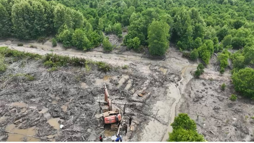 Polda Riau Ungkap Perambahan 111,77 Ha Mangrove di Dumai, 1 Orang Jadi Tersangka