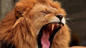 Empat Ekor Raja Rimba Terpapar Corona