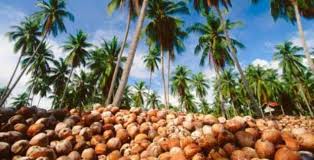 Festival Kelapa Internasional di Inhil Bakal Pecahkan Dua Rekor MURI