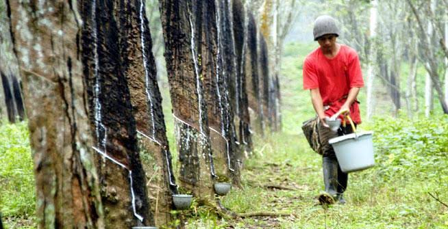 Disbun Rilis Harga Komoditi Perkebunan Provinsi Riau, Karet Stabil