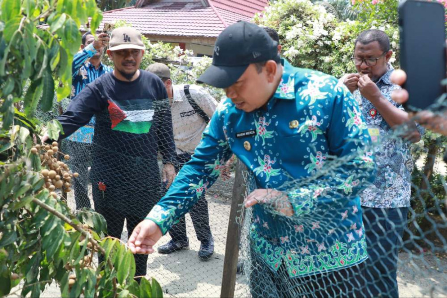 Yuk Kunjungi Kampung Penghasil Kelengkeng di Kabupaten Siak!