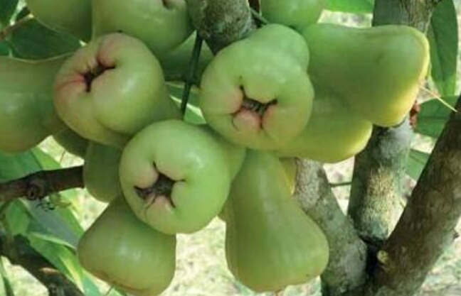 Bibit Jambu Madu Jadi Primadona Kaum Ibu Di Kuantan Singingi