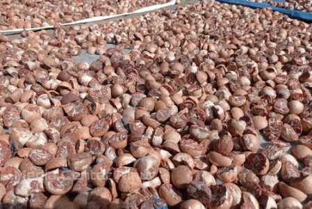 Bokar, Pinang Kering, Kopra dan Sagu Naik Pekan Ini