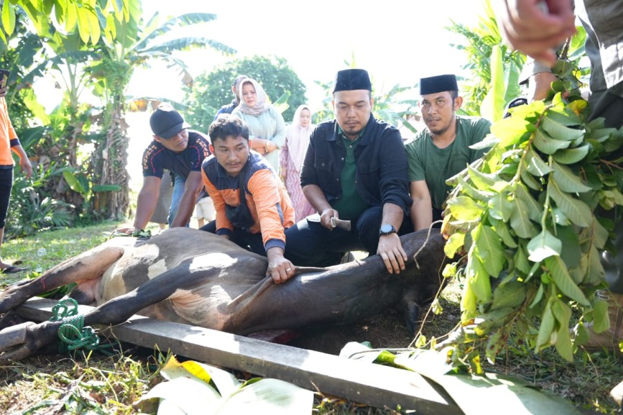 Bupati Inhu Ade Agus Sembelih Langsung Hewan Kurban dari Gubernur Riau