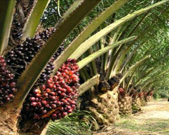 Pihak Desa Dan Koperasi Di Duga Rubah SK Bupati Siak