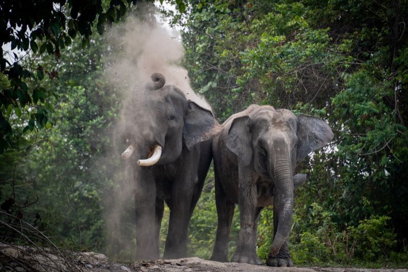 Si Domang, Gajah  TNTN Mencari Suaka: Hutannya Ditebang, Teman-temannya Mati Diracun