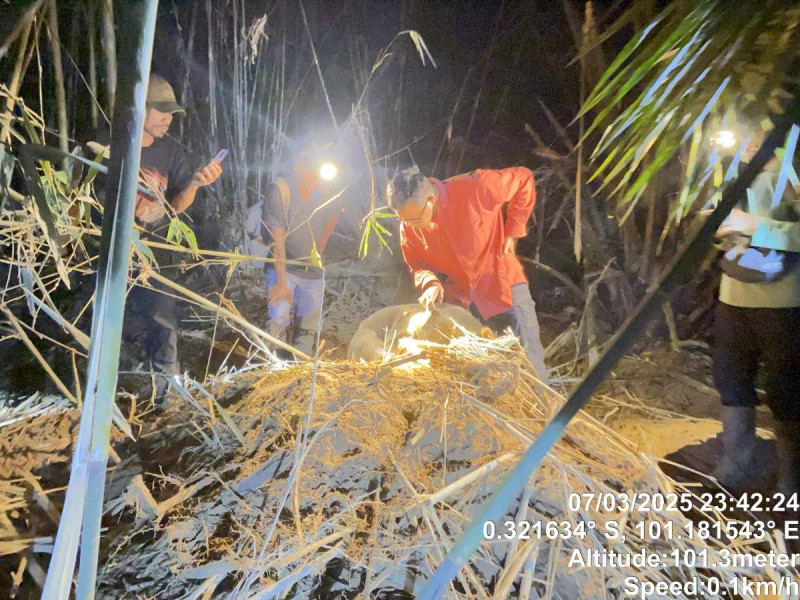 Tim BKSDA Riau Evakuasi Beruang Madu Terjerat di Kawasan Bukit Rimbang