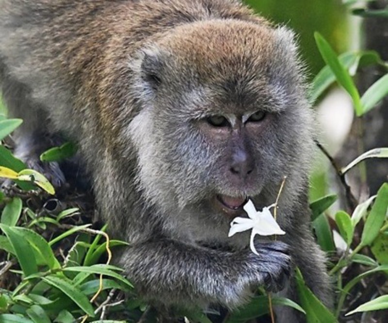 Cinta Monyet: Secuil Kisah di Balik Kedatangan Jokowi