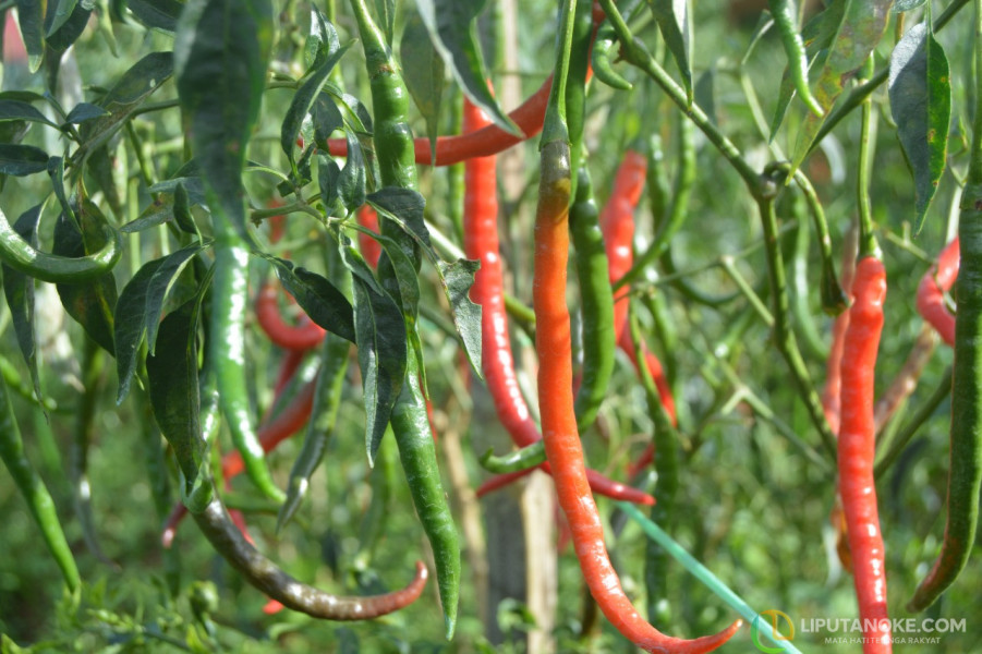 Di Masa Tenang Emak-emak Malah Tak Tenang, Harga Sejumlah Bahan Pokok Melambung