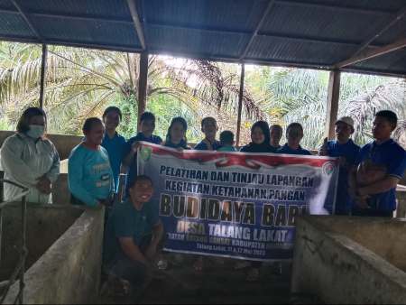 Pemdes Talang Langkat Inhu Perkuat Ketahanan Pangan dengan Budidaya Ternak Babi dan Hortikultura