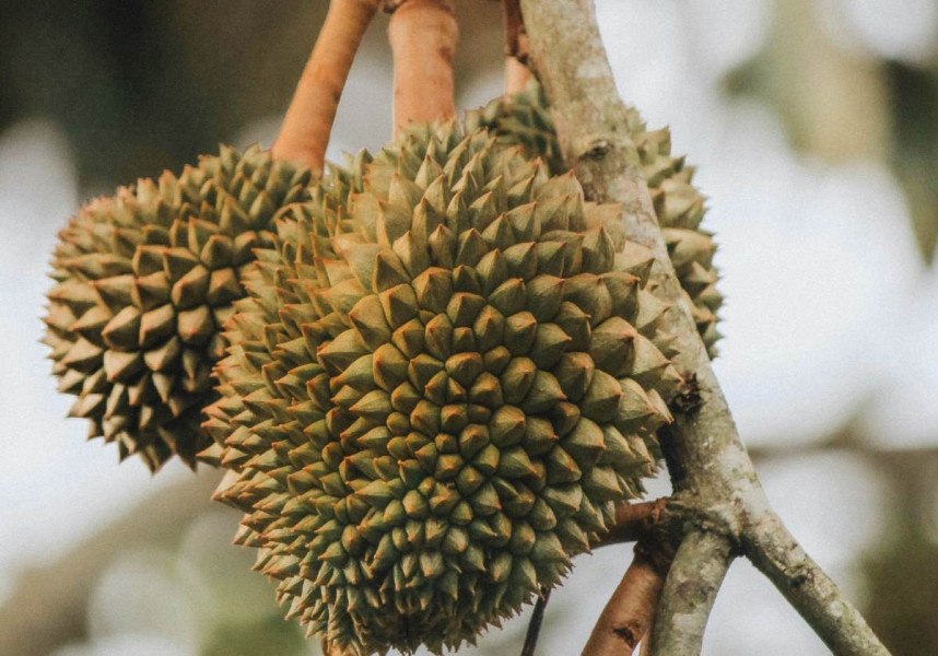 Lezatnya Bikin Lagi dan Lagi, Berikut 9 Manfaat Buah Durian Si Raja Buah