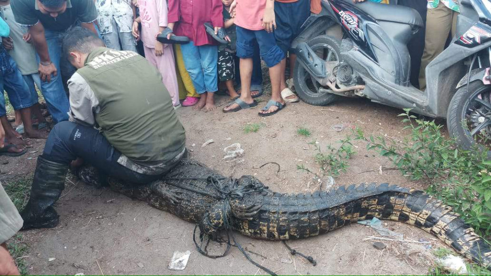 Warga Ketakutan, Dua Ekor Buaya Muara Dievakuasi