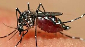 Lamban Tangani DBD Karena Anggaran, Kadiskes Segera Dipanggil Sekda