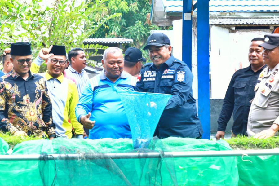 Bupati Siak Alfedri Panen Perdana Ikan Lele