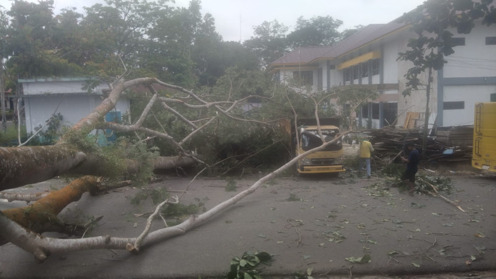 Warga Dikejutkan Gemuruh Pohon Tumbang di Kantor Pemkab Inhu, Satu Korban Masuk Rumah Sakit