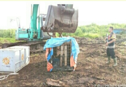 Masuk Perangkap Box Trap, Harimau Sumatera di Pelangiran Dievakuasi ke PRHSD Sumbar
